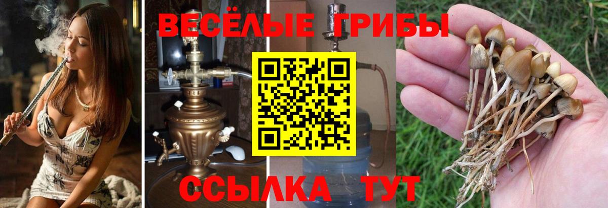 Минеральные Воды  Галлюциногенные грибы Psilocybe  Вход с VPN 